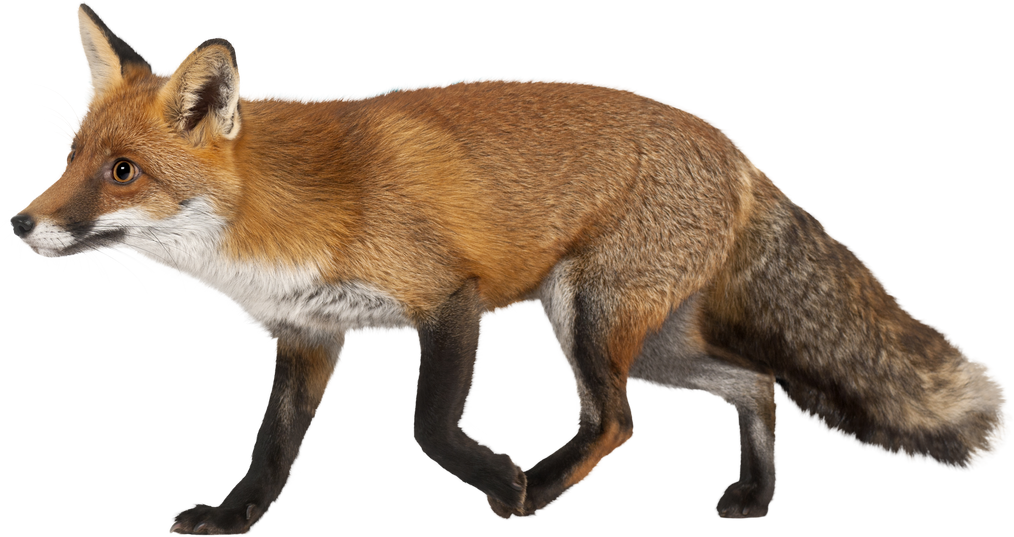 Red Fox, Vulpes Vulpes, 4 Years Old